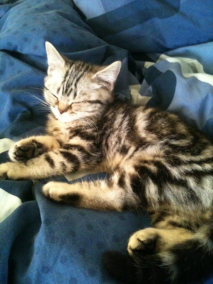 British Shorthair DK Kjáttas Vegas R.I.P  billede 6