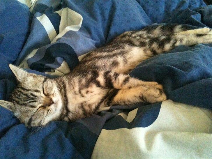 British Shorthair DK Kjáttas Vegas R.I.P  - Jeg har det bare for godt.. :)  billede 3