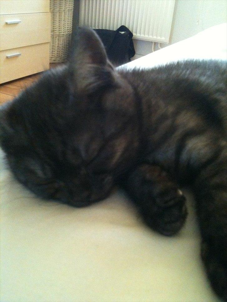 British Shorthair DK Kjáttas Cisco - Orv, hvor jeg hygger her..  billede 6