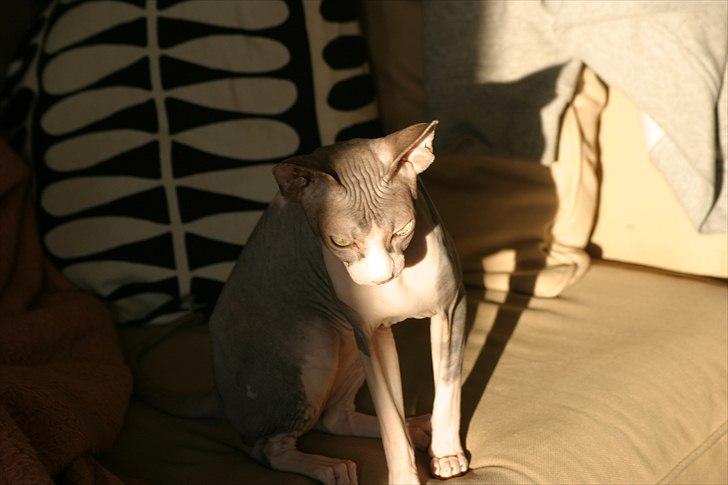 Sphynx Arabo Milas Kepinas billede 4