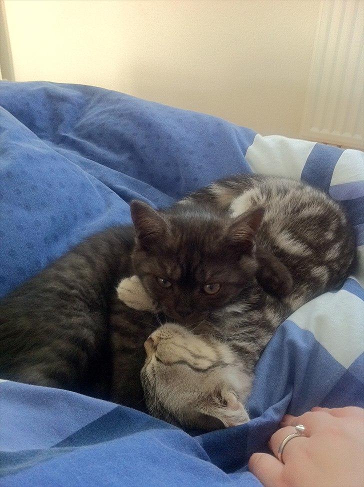 British Shorthair DK Kjáttas Vegas R.I.P  billede 7