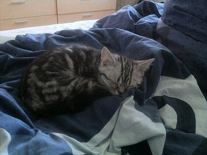 British Shorthair DK Kjáttas Vegas R.I.P  billede 8