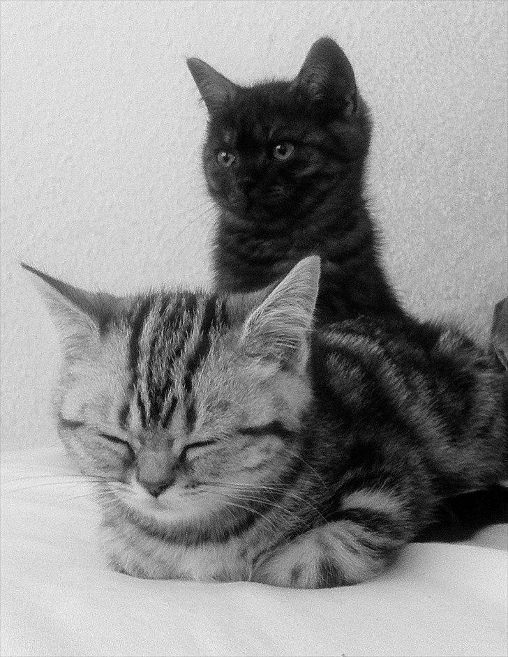 British Shorthair DK Kjáttas Vegas R.I.P  billede 2