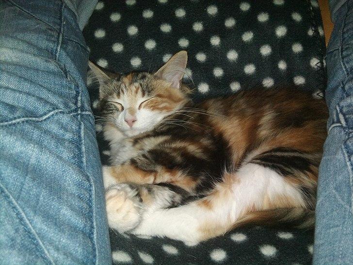 Maine Coon R.I.P Sjina - Sjina - Afslappet i hendes nye hjem. Billedere kommer senere  billede 2