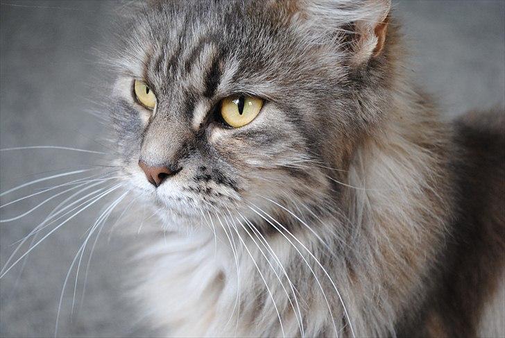 Maine Coon Fiona - Det så mig flotte:) billede 1