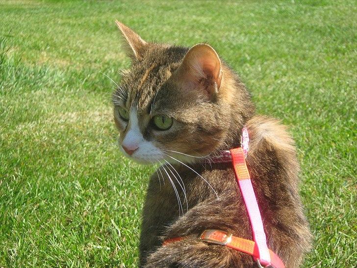 Huskat ChipChap billede 1