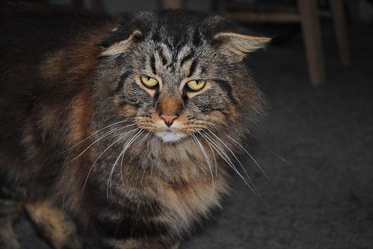 Maine Coon Apollo - flotte mig:) billede 1