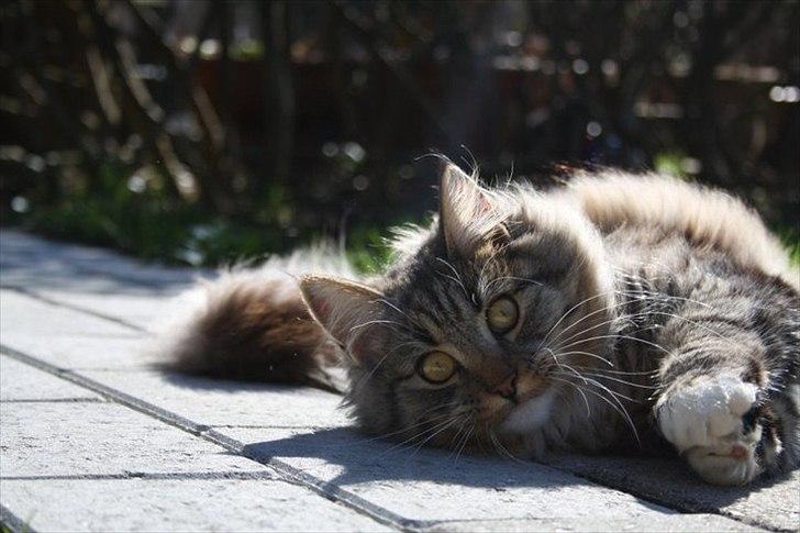 Blanding af racer Pjuske - Pjuske billede 1