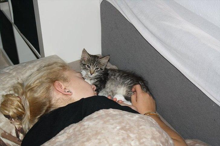 Blanding af racer Pjuske - Pjuske skal altid sove med mig om natten. billede 3