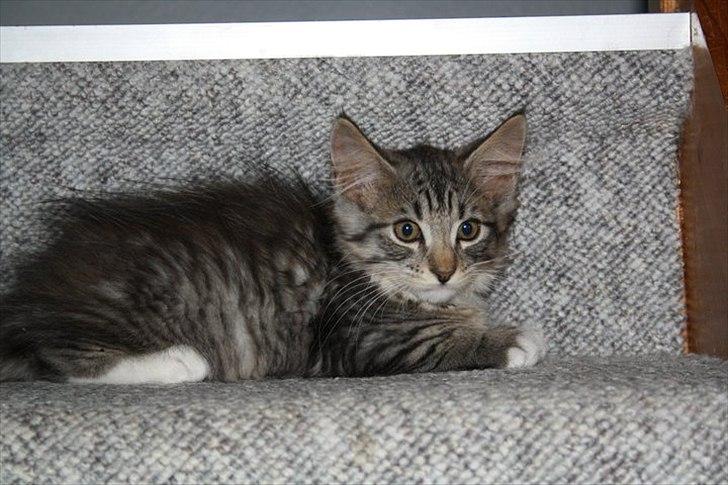 Blanding af racer Pjuske - Pjuske som lille killing. billede 4