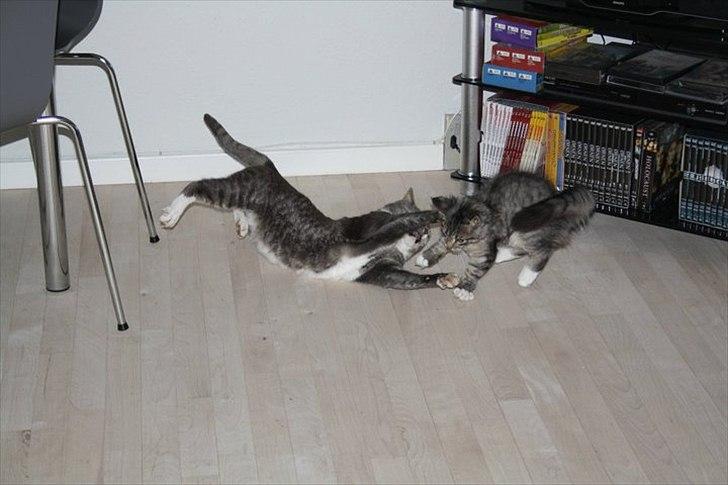 Blanding af racer Pjuske - Pjuske og vores anden kat, Hr. Mis, leger. billede 5