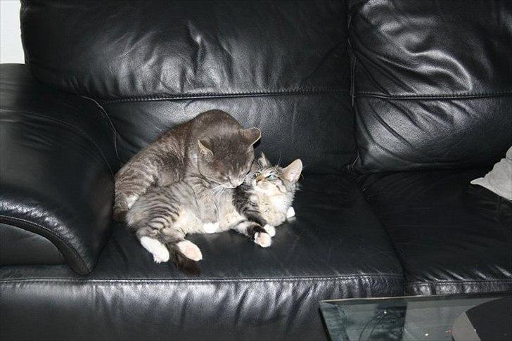 Blanding af racer Pjuske - Pjuske bliver hjulpet med, at vaske sig af Hr. Mis. billede 6