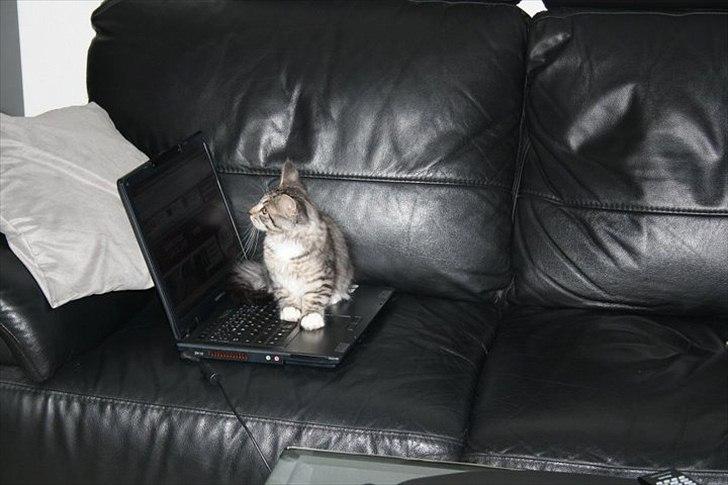 Blanding af racer Pjuske - Pjuske afprøver computeren. billede 7