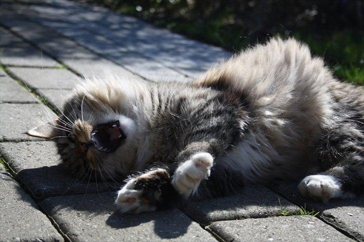 Blanding af racer Pjuske - Træt lille mis. billede 9