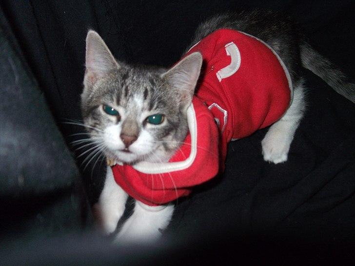 Huskat Princess Zelda billede 9