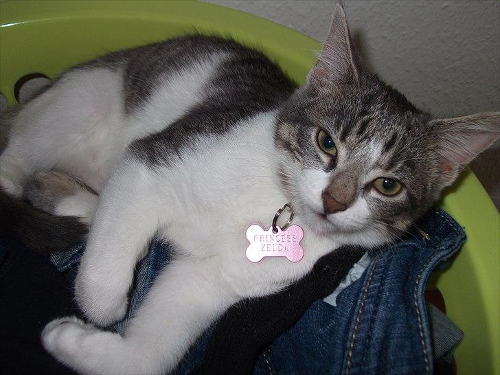 Huskat Princess Zelda billede 10