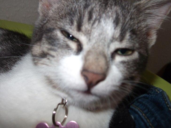 Huskat Princess Zelda billede 11