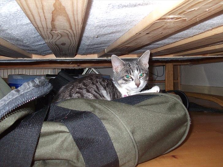 Huskat Princess Zelda billede 12