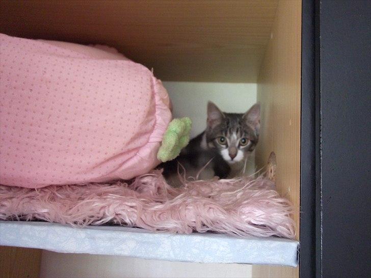 Huskat Princess Zelda billede 13