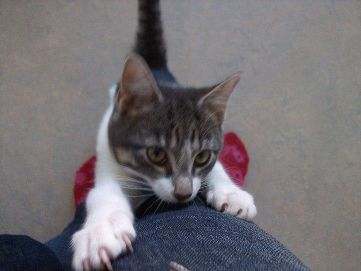 Huskat Princess Zelda billede 14