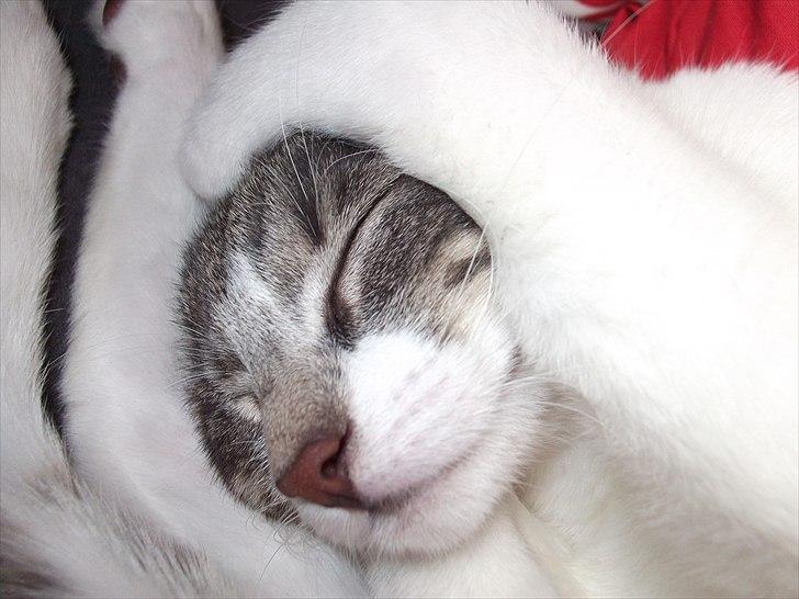 Huskat Princess Zelda billede 15