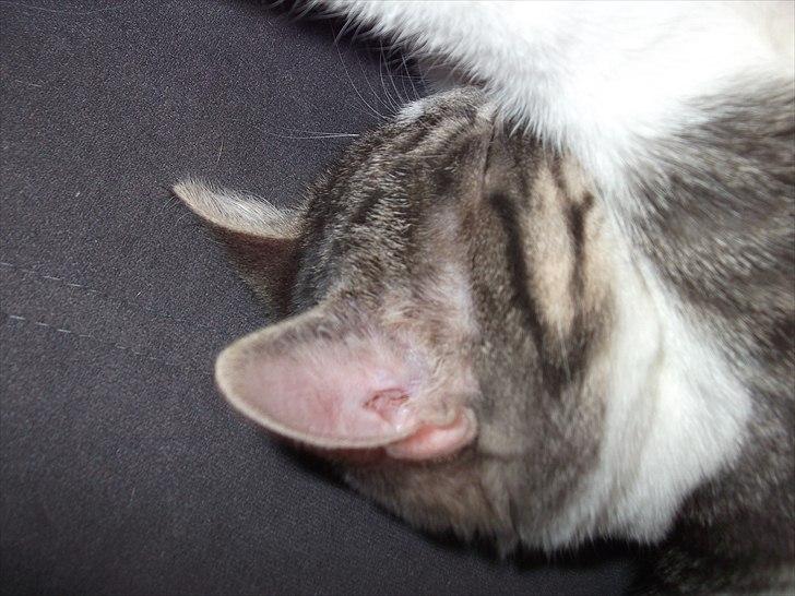 Huskat Princess Zelda billede 16