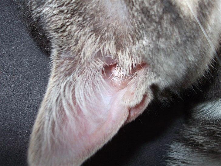 Huskat Princess Zelda billede 17