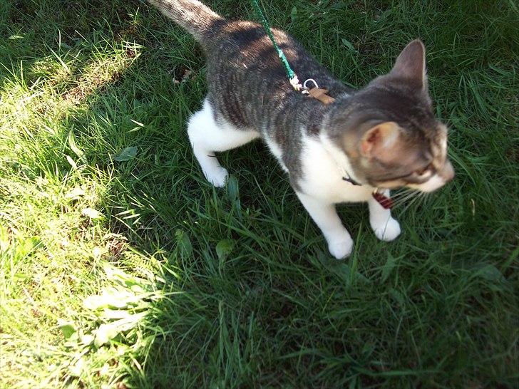 Huskat Princess Zelda billede 18