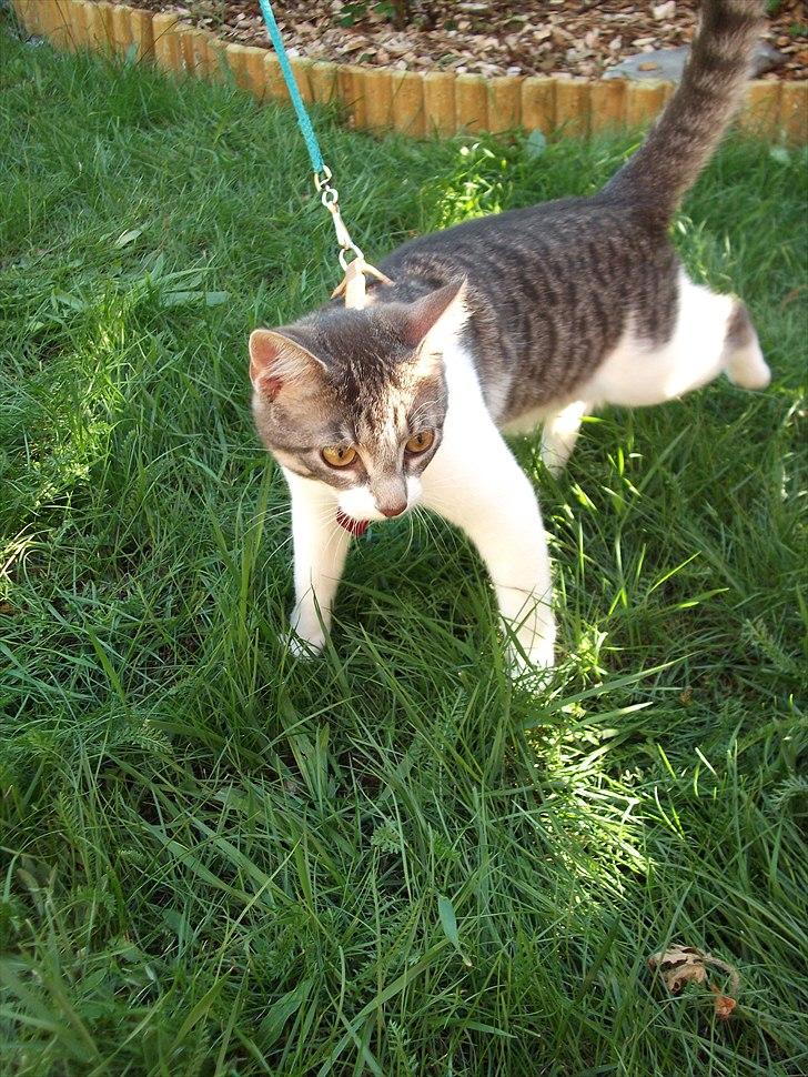 Huskat Princess Zelda billede 1