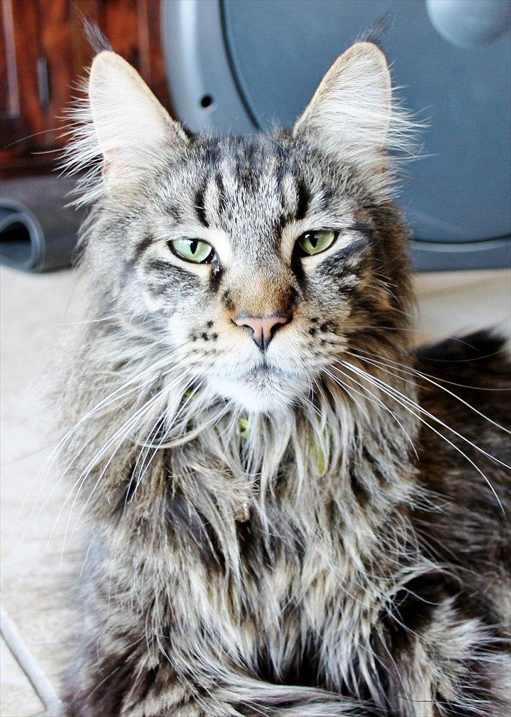 Maine Coon Fernando - Det nyeste billede af Fernando lige PT :D billede 3