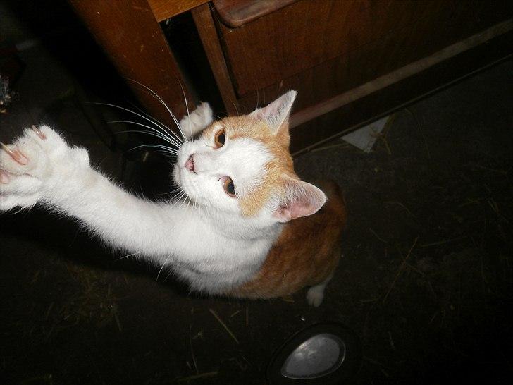 Blanding af racer Mio <3 Drømmekatten<3 billede 18