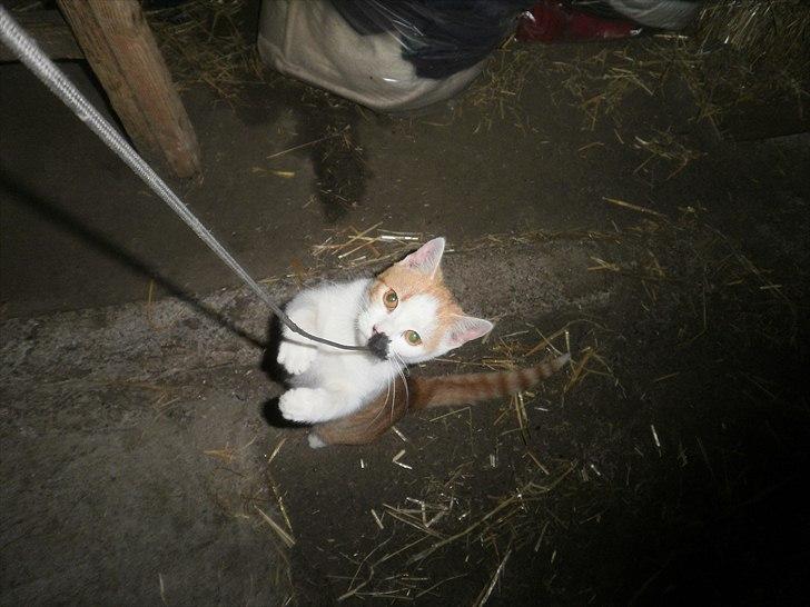 Blanding af racer Mio <3 Drømmekatten<3 billede 19