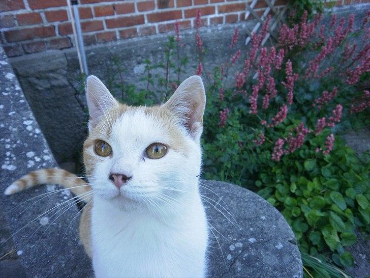 Blanding af racer Mio <3 Drømmekatten<3 billede 1