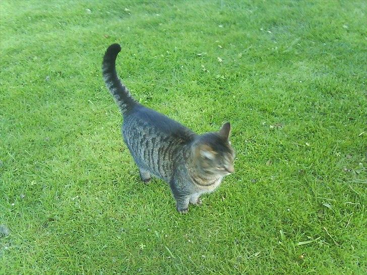 Huskat Misser billede 1