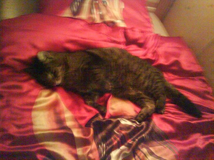 Huskat Misser billede 2