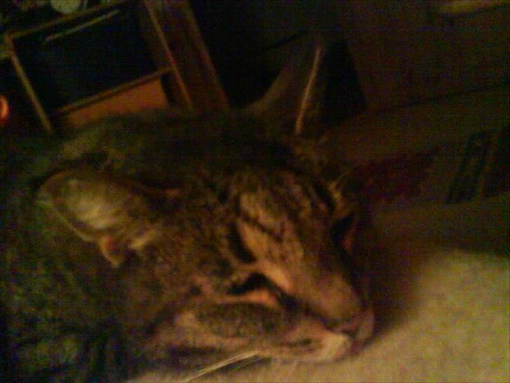 Huskat Misser billede 3