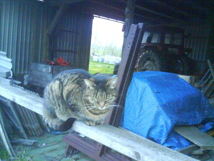 Huskat Misser billede 4