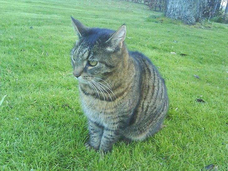 Huskat Misser billede 5