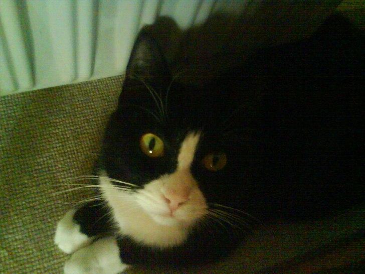 Huskat Mimi billede 1