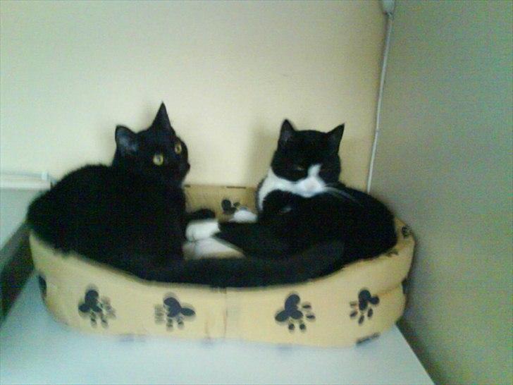 Huskat Mimi - Mimi og Findus hendes søn. :-D billede 2