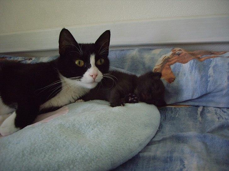 Huskat Mimi billede 3