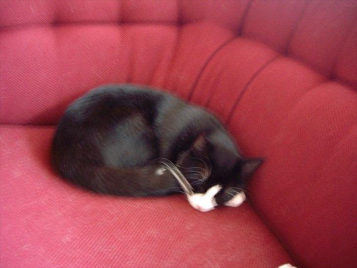 Huskat Mimi billede 4