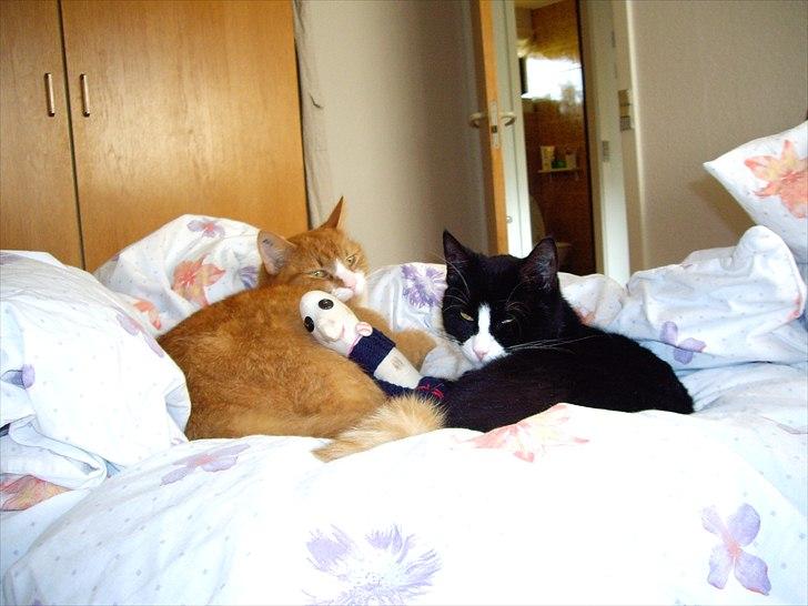 Huskat Mimi - Mimi, Thor og snøvsen, hihi.. billede 5