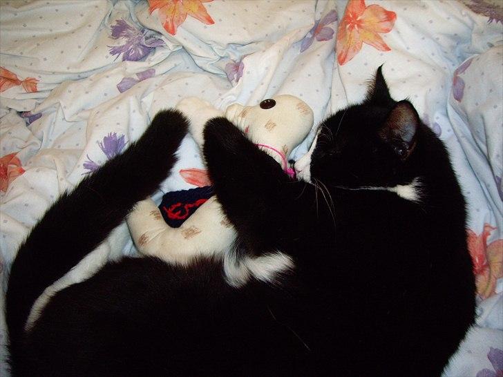 Huskat Mimi billede 6