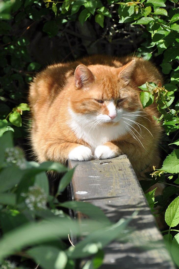 Huskat Thor billede 1