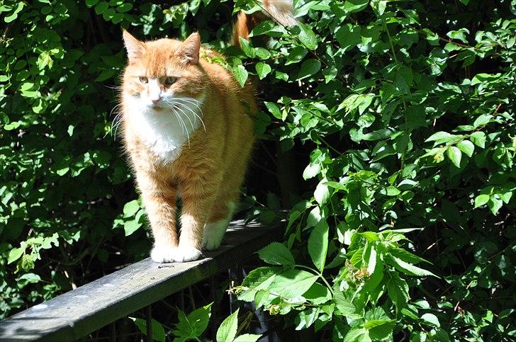 Huskat Thor billede 2