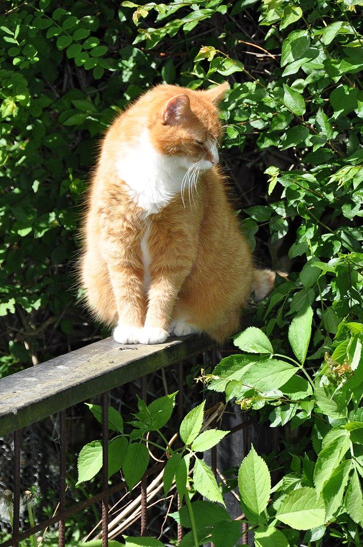 Huskat Thor billede 3