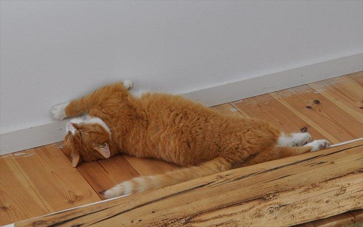 Huskat Thor billede 4