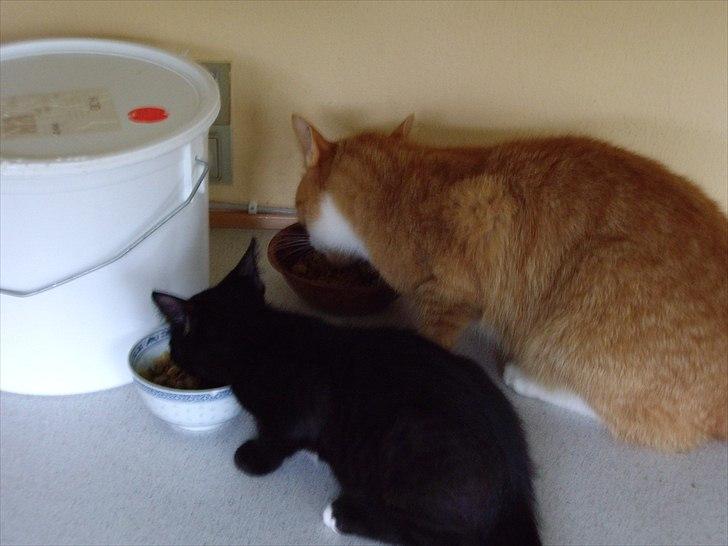 Huskat Thor billede 7