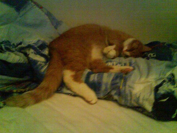 Huskat Thor billede 8